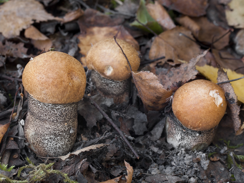 Leccinum versipelle